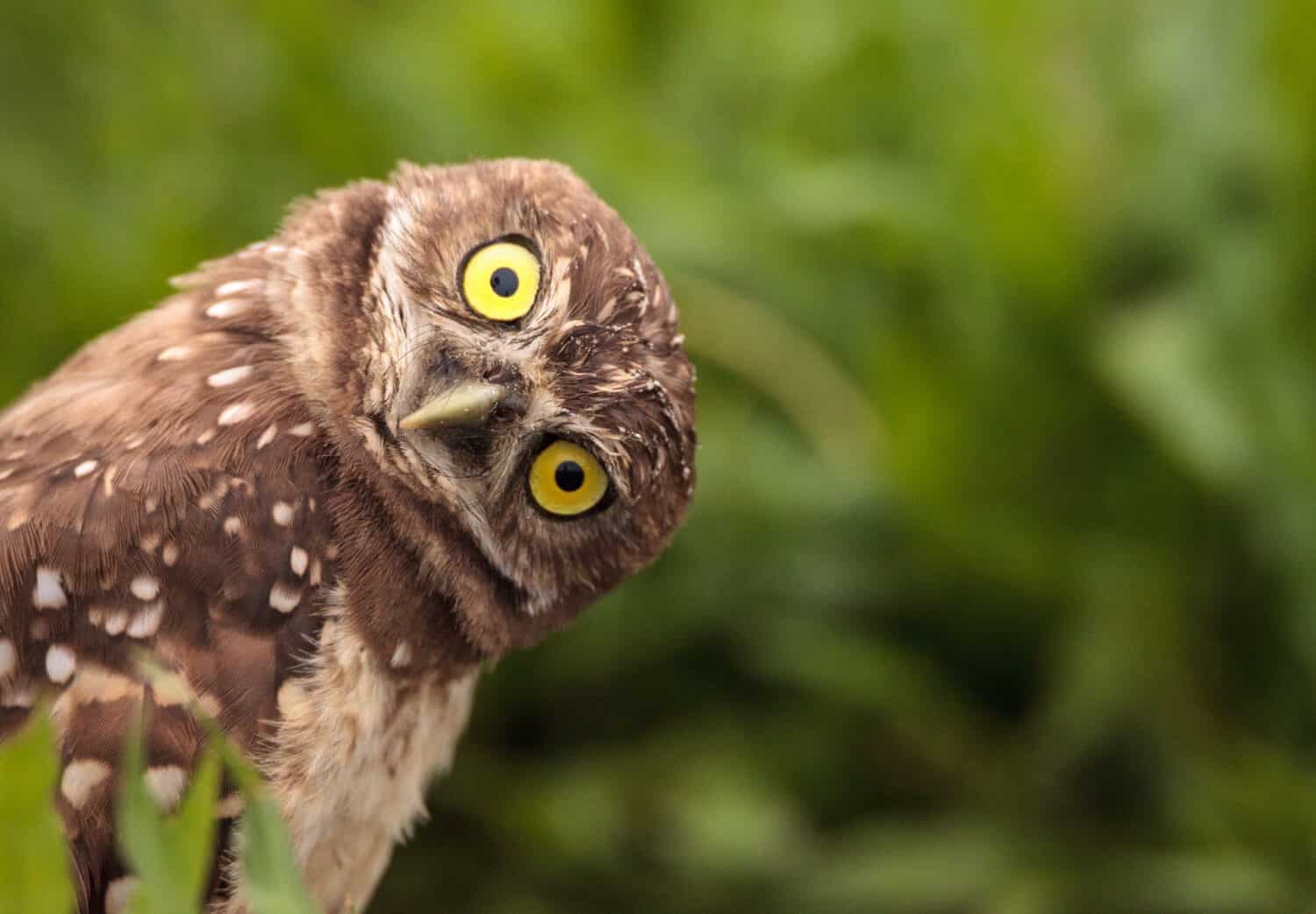 Fact Check: Are owls smart?