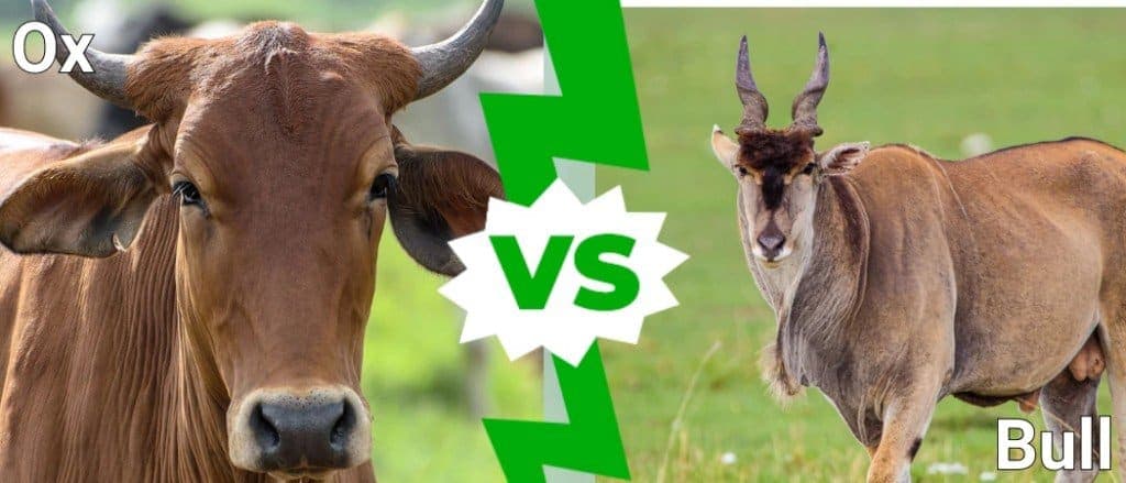 Fact Check: Are ox and bull the same?