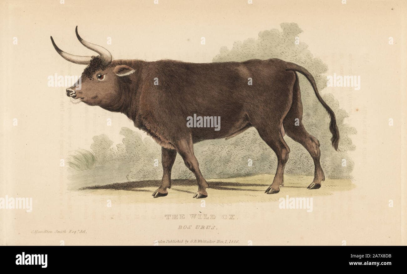 Fact Check: Are ox extinct?