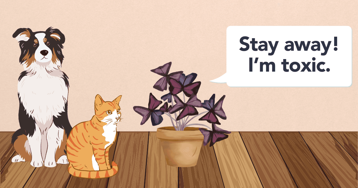 Fact Check: Are oxalis toxic to cats?