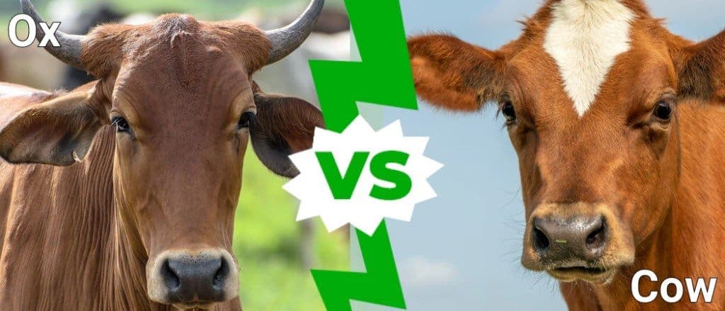 Fact Check: Are oxen cows?