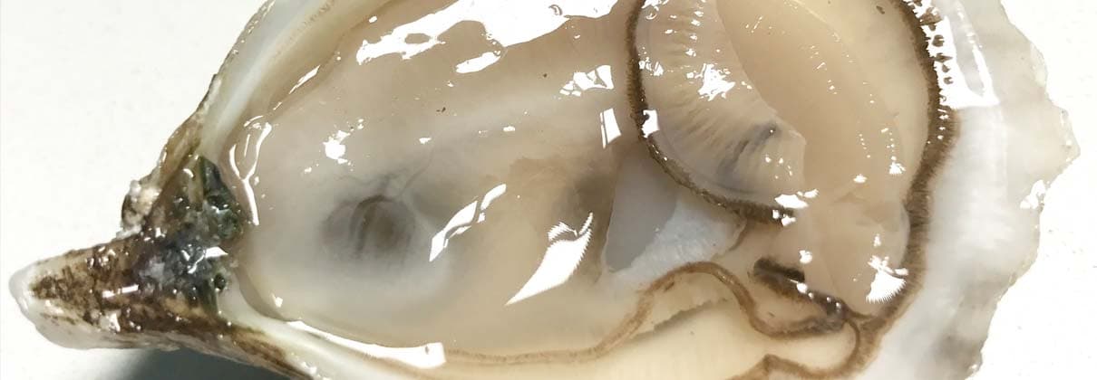 Fact Check: Are oysters alive when you eat them?