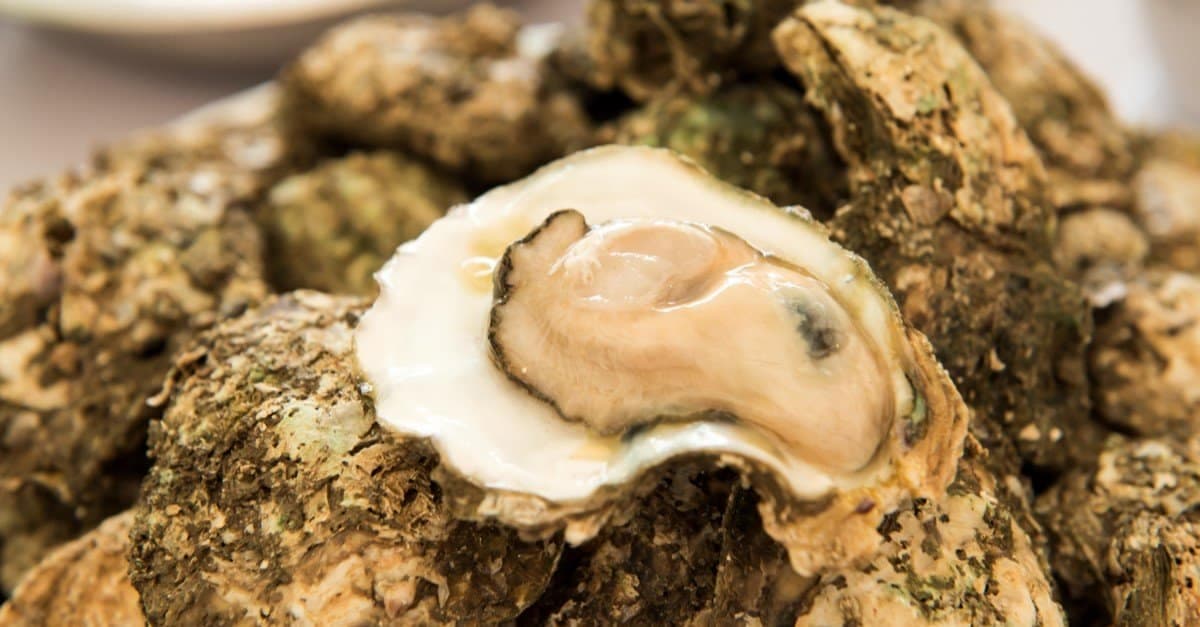 Fact Check: Are oysters animals?