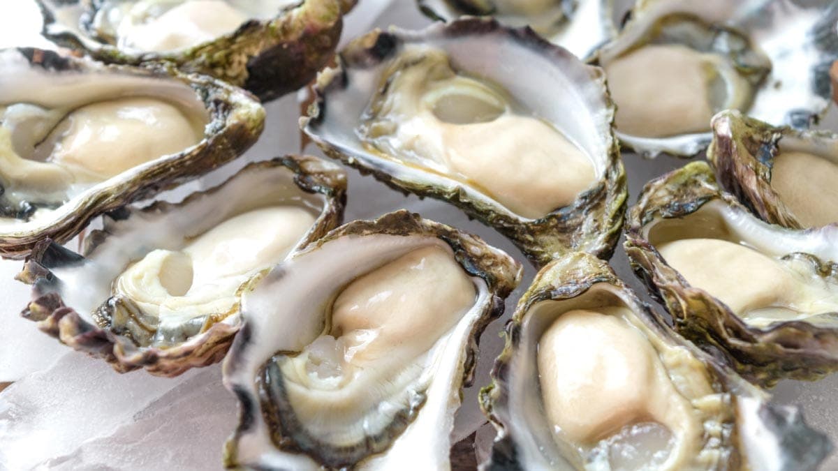 Fact Check: Are oysters shellfish?