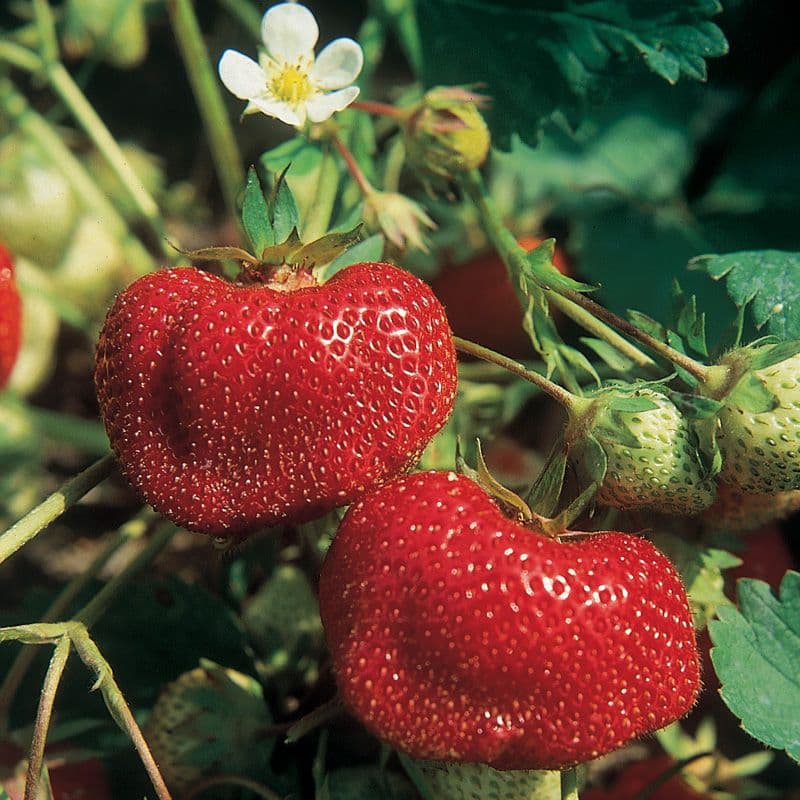 Fact Check: Are ozark beauty strawberries everbearing?
