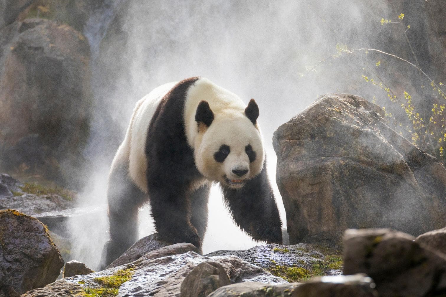 Fact Check: Are pandas aggressive?