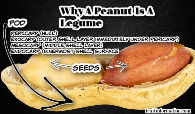Fact Check: Are peanuts legumes?