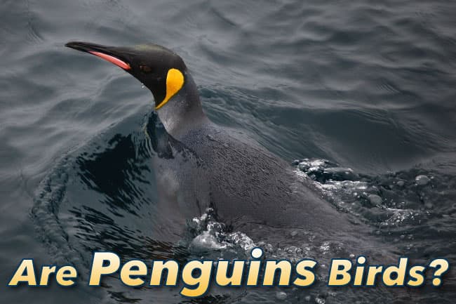 Fact Check: Are penguins birds?