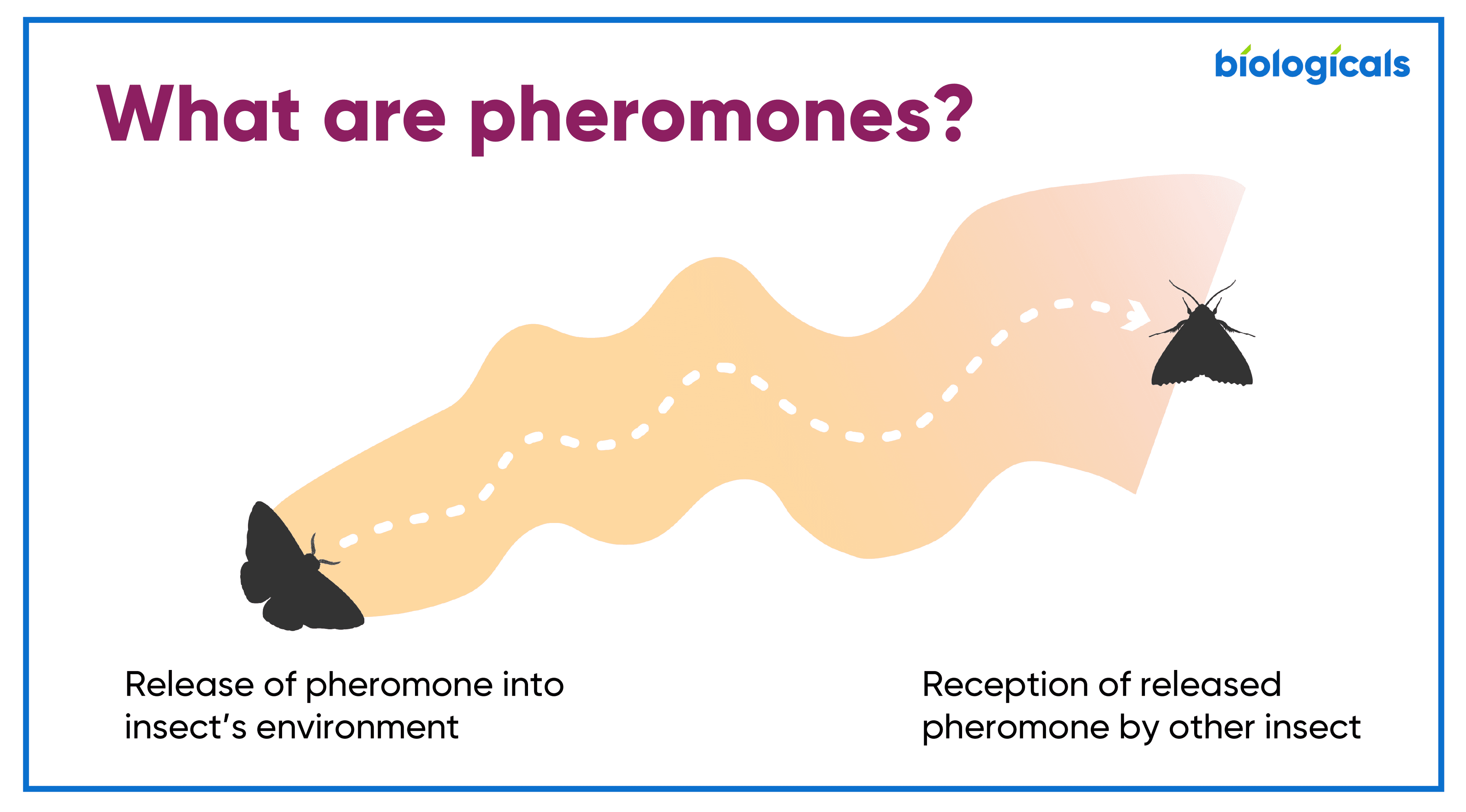 Fact Check: Are pheromones real?