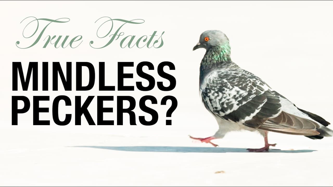Fact Check: Are pigeons smart?