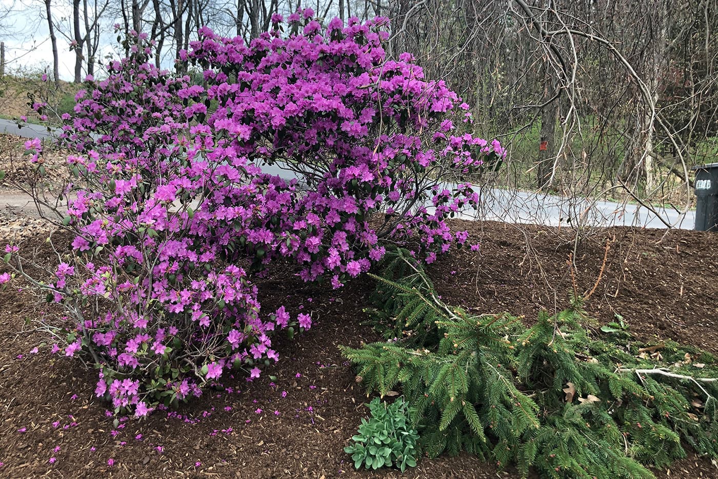 Fact Check: Are pjm rhododendrons deer resistant?