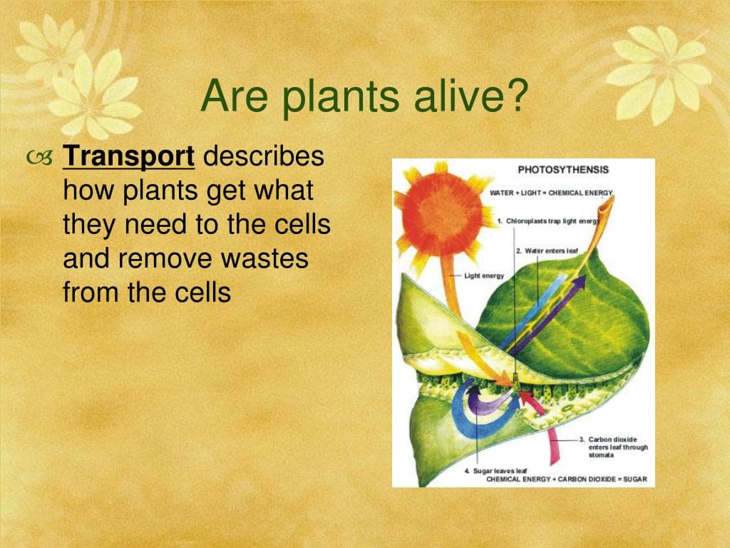 Fact Check: Are plants alive?