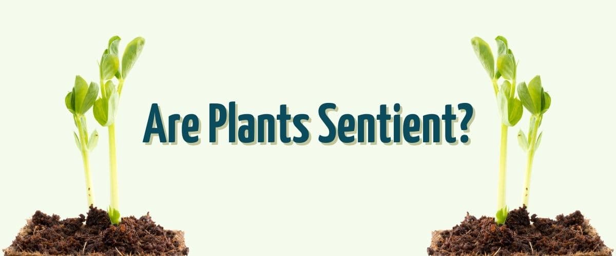 Fact Check: Are plants sentient?