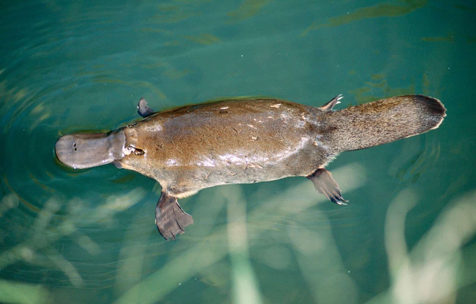 Fact Check: Are platypus mammals?