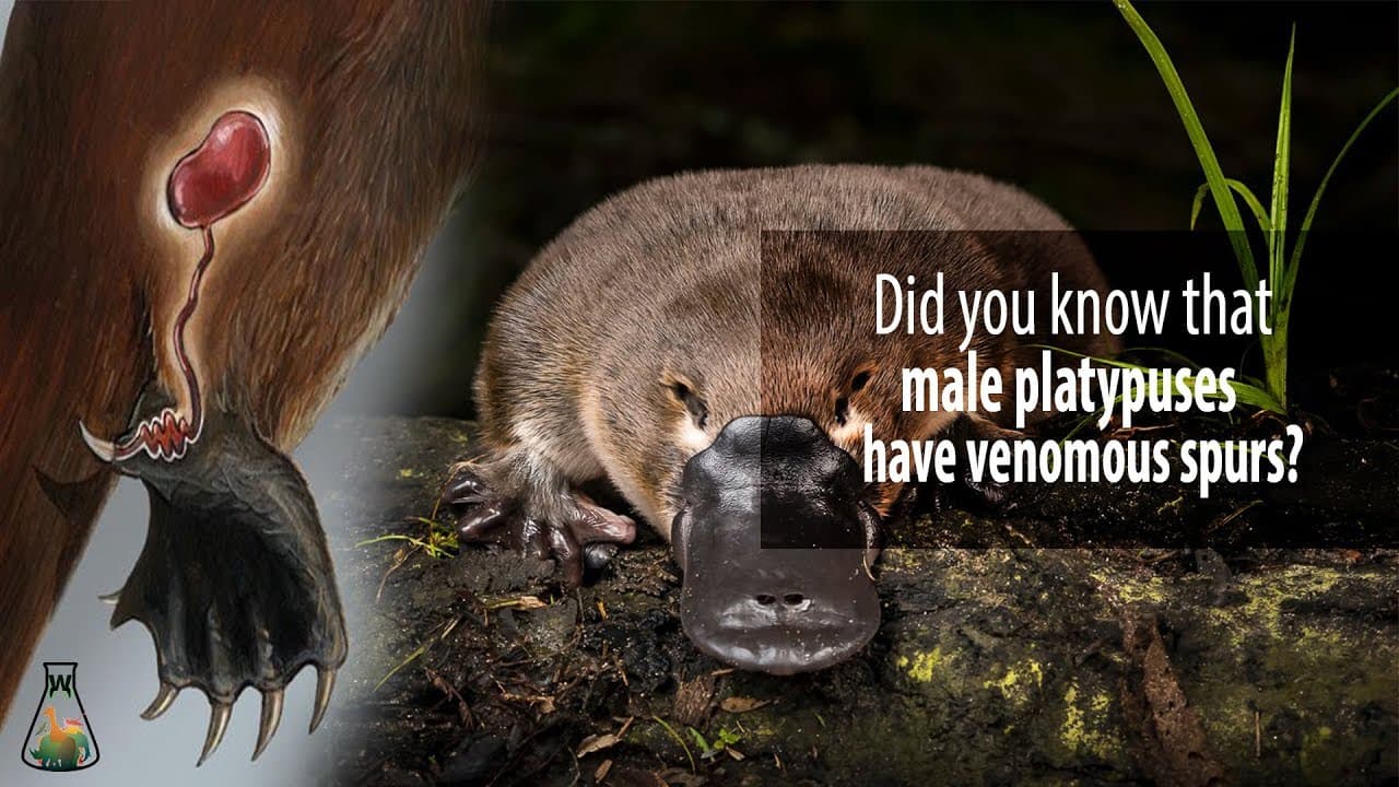 Fact Check: Are platypus venomous?