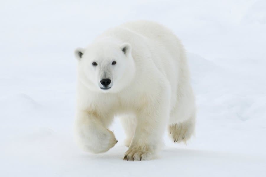 Fact Check: Are polar bears dangerous?