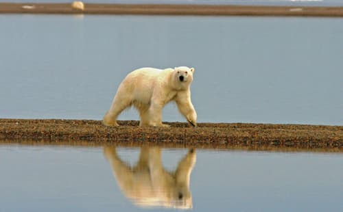 Fact Check: Are polar bears endangered?