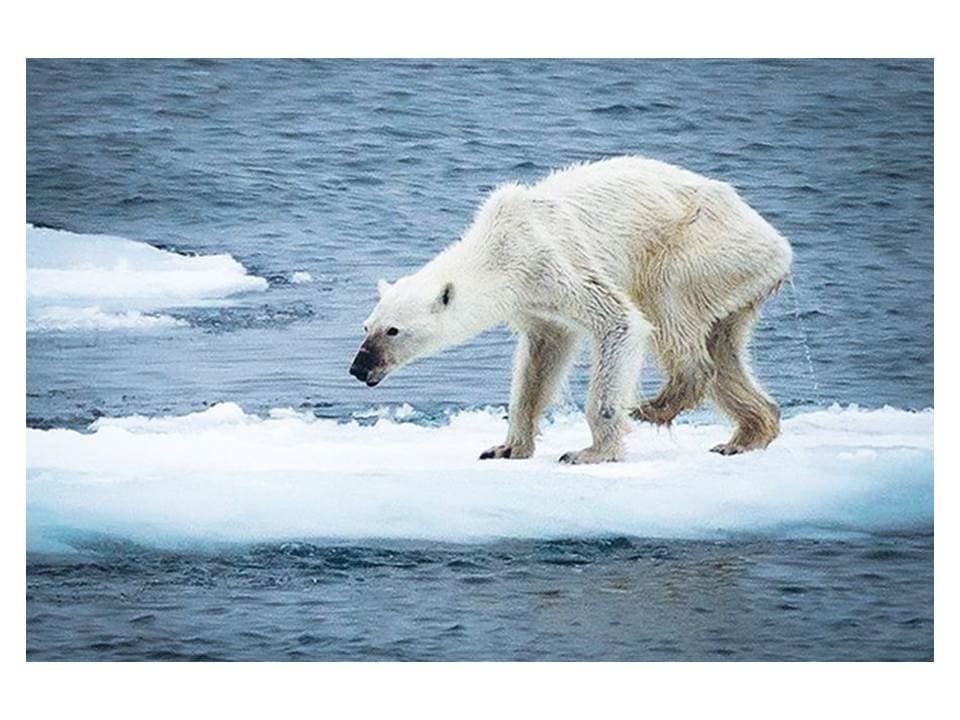 Fact Check: Are polar bears extinct?