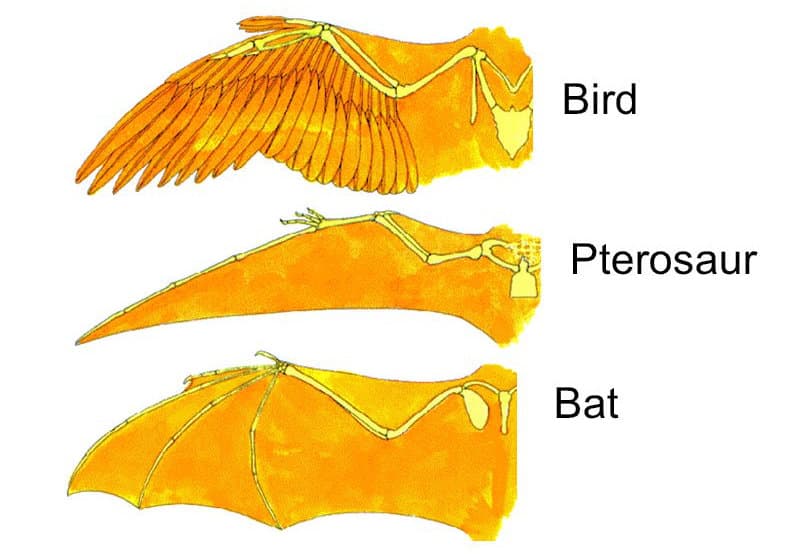 Fact Check: Are pterodactyls birds?