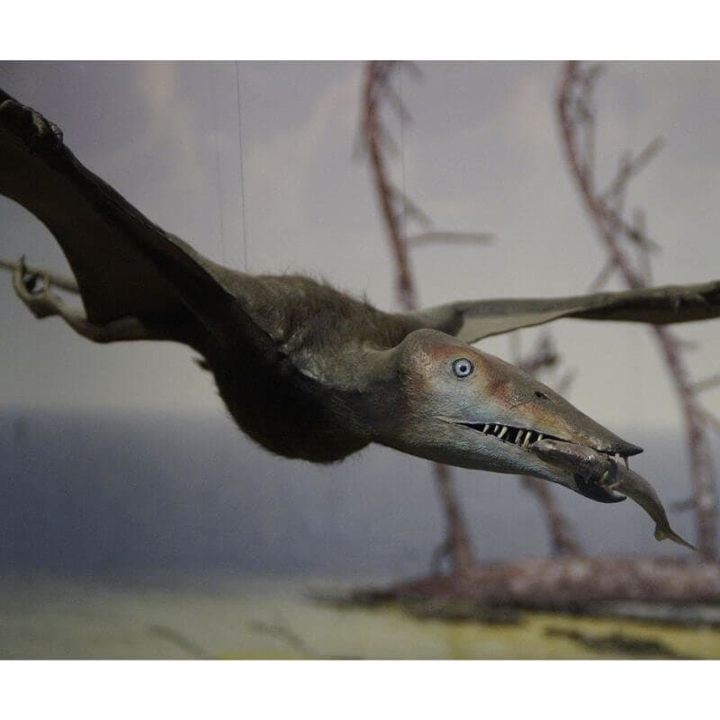 Fact Check: Are pterodactyls carnivores?