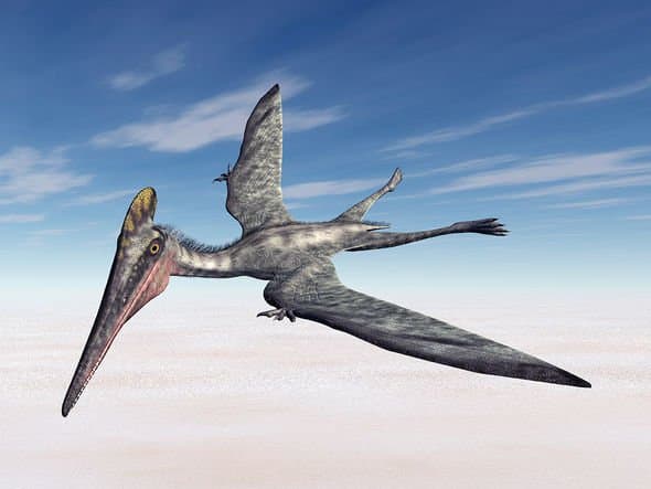 Fact Check: Are pterosaurs dinosaurs?