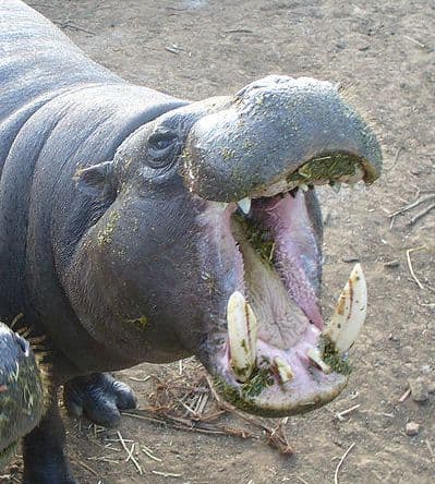 Fact Check: Are pygmy hippos dangerous?