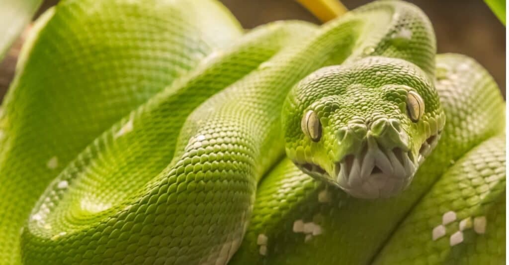 Fact Check: Are pythons dangerous?