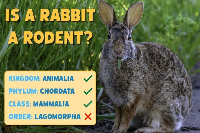 Fact Check: Are rabbits rodents?