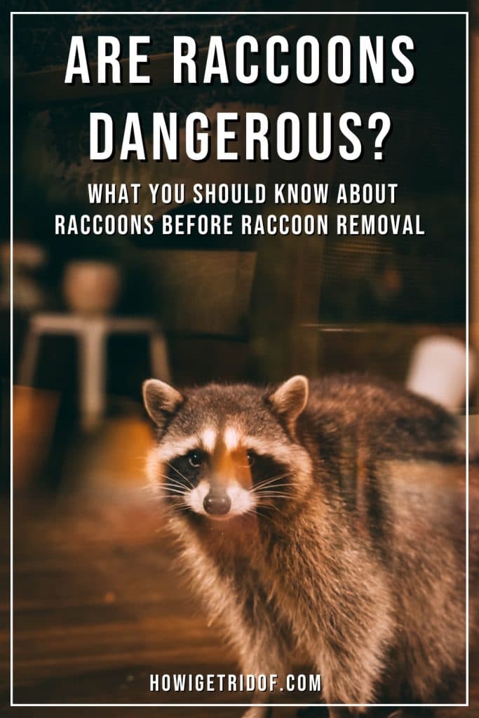 Fact Check: Are raccoons dangerous?