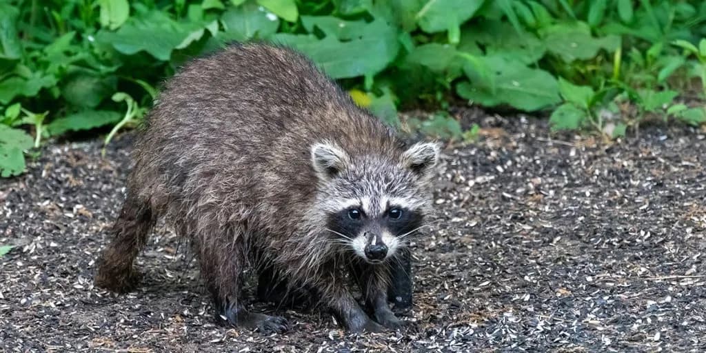 Fact Check: Are raccoons rodents?