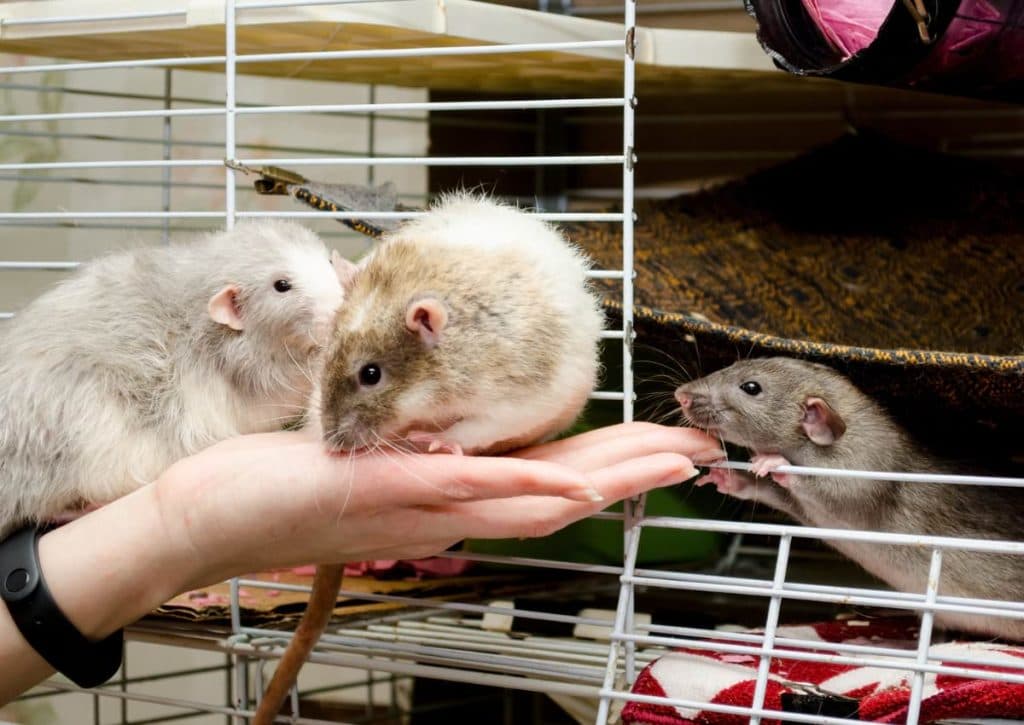 Fact Check: Are rats good pets?