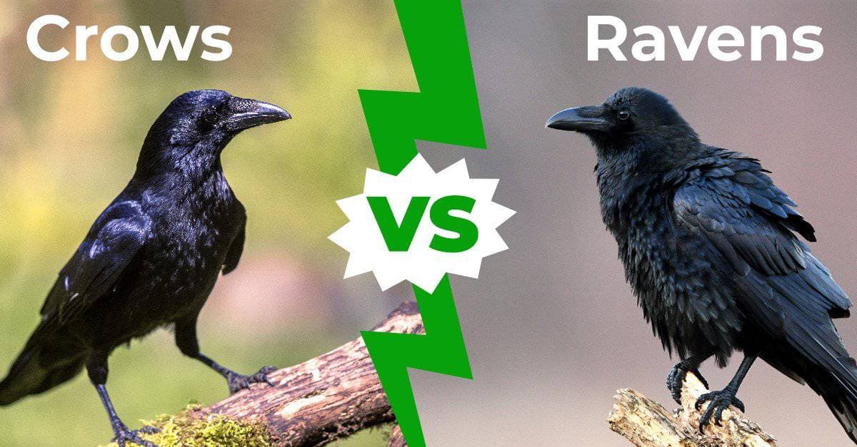Fact Check: Are ravens and crows the same?