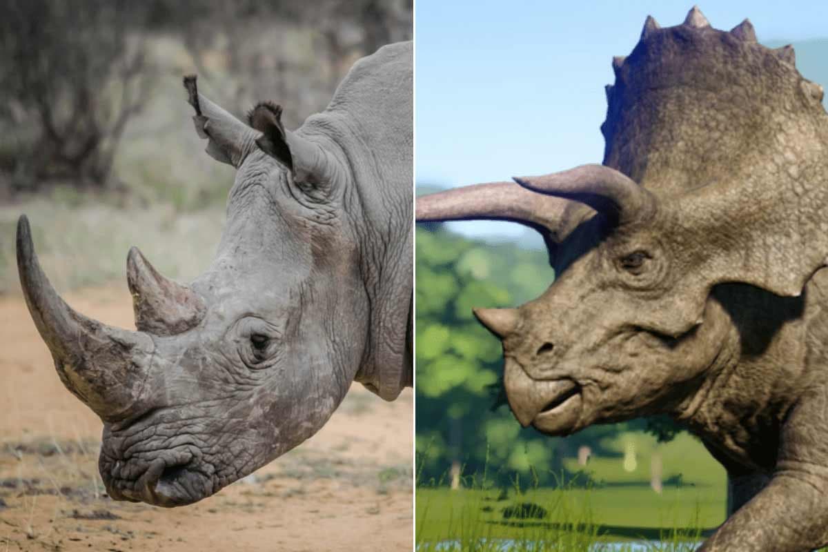 Fact Check: Are rhinos dinosaurs?