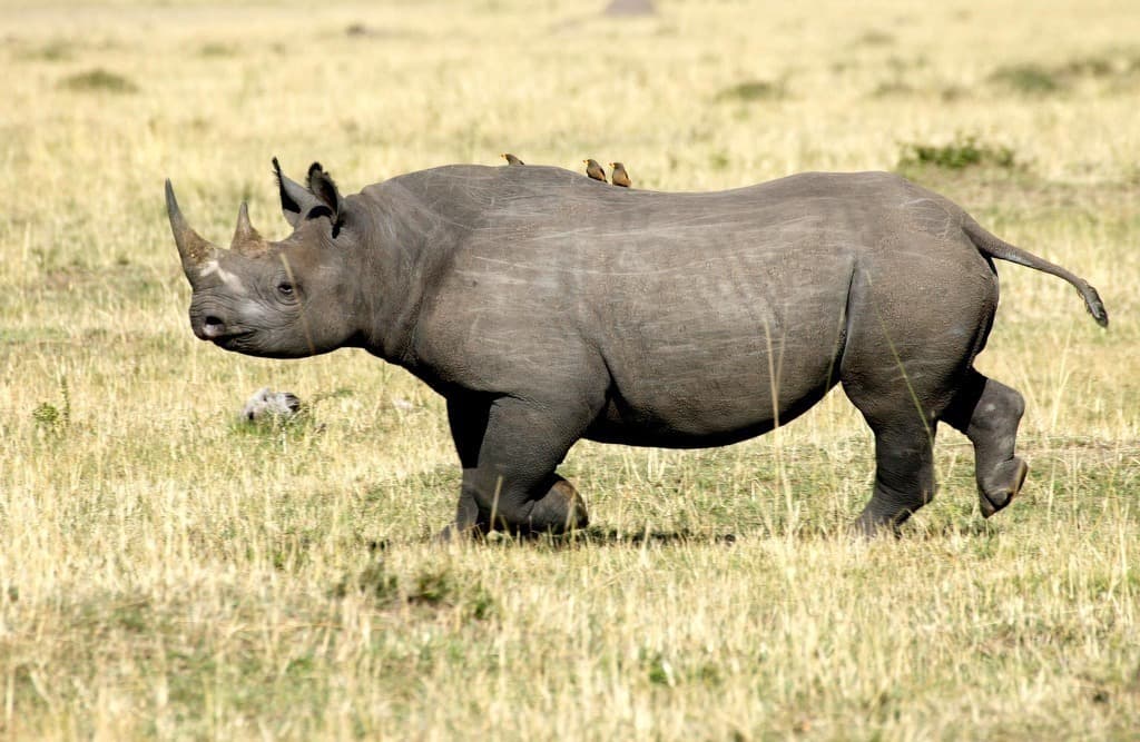 Fact Check: Are rhinos extinct?