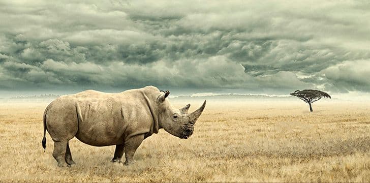 Fact Check: Are rhinos herbivores?