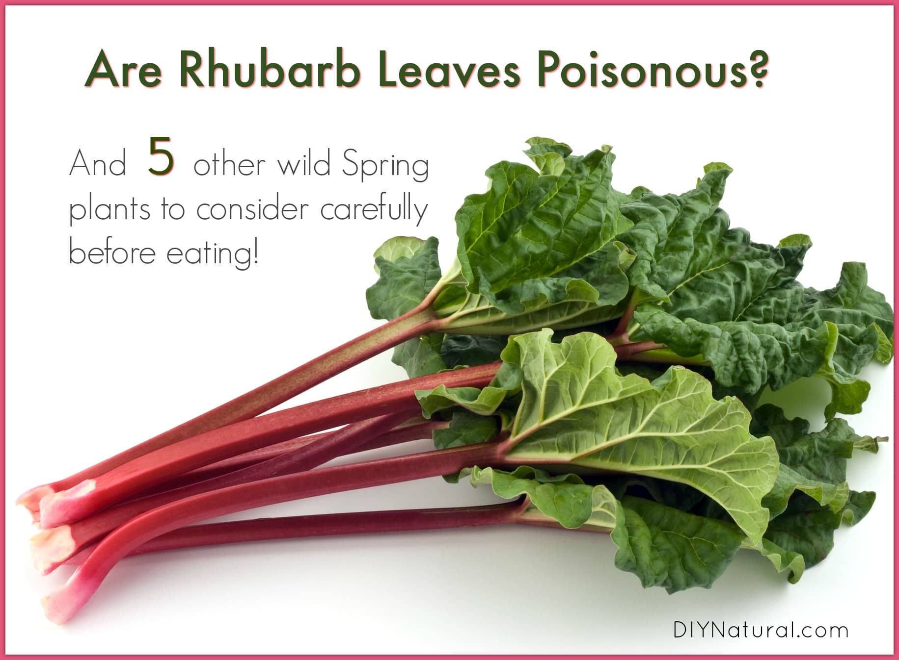 Fact Check: Are rhubarb leaves poisonous?