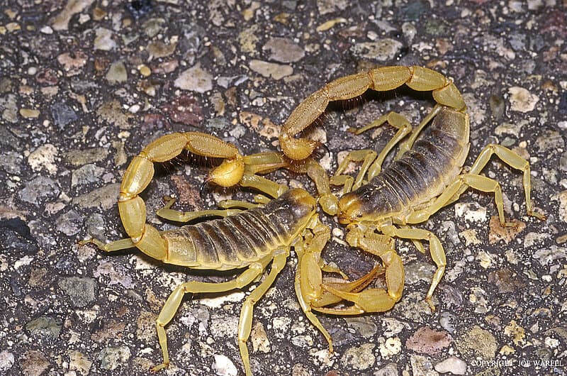 Fact Check: Are scorpions arachnids?