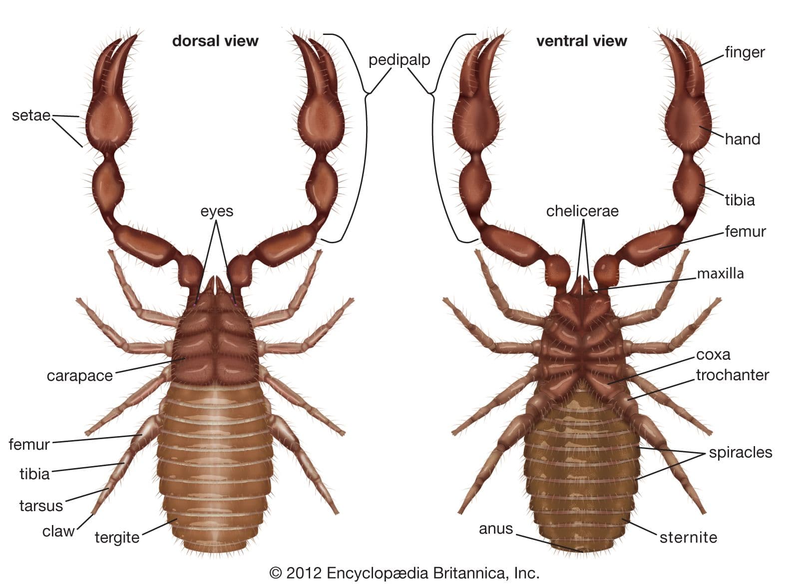 Fact Check: Are scorpions insects?
