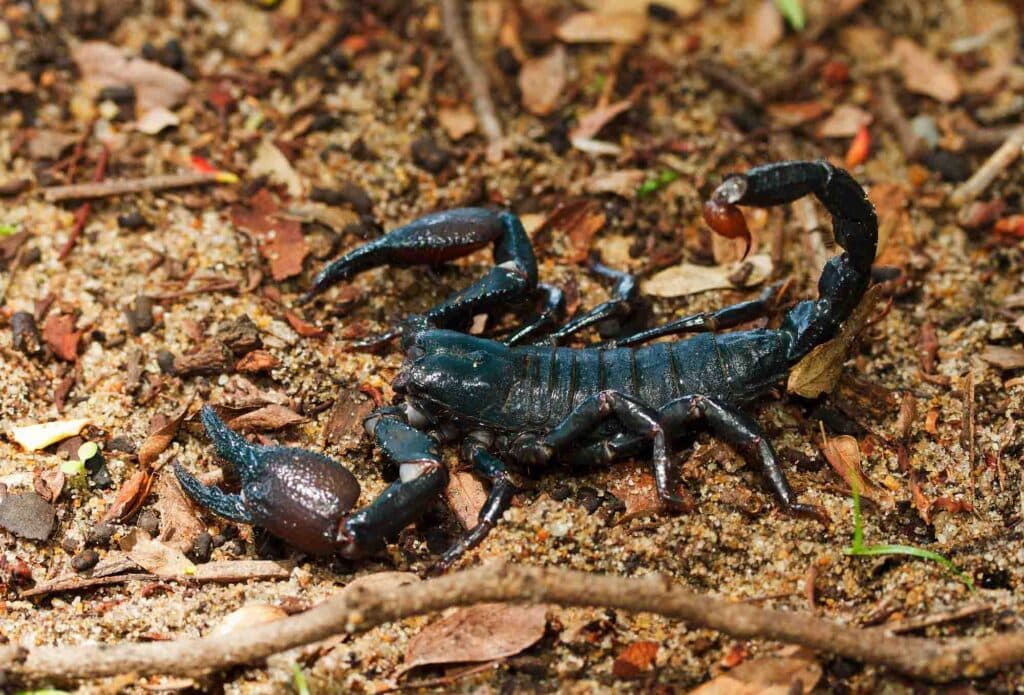 Fact Check: Are scorpions poisonous?