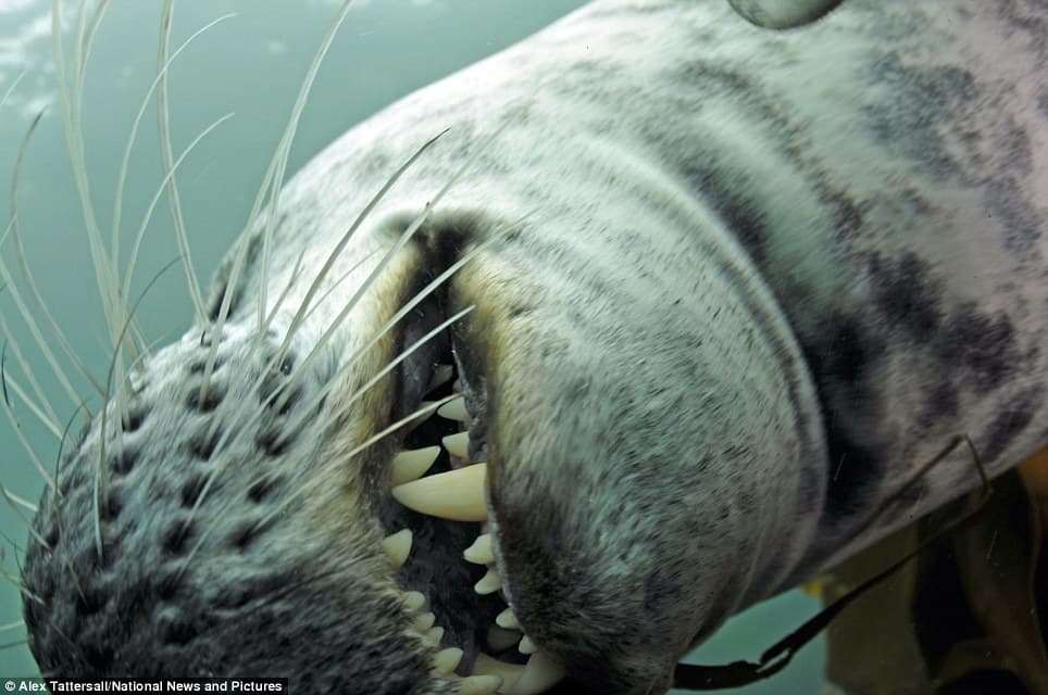 Fact Check: Are seals friendly?