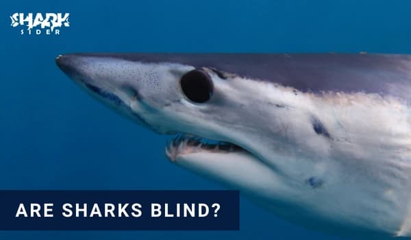 Fact Check: Are sharks blind?