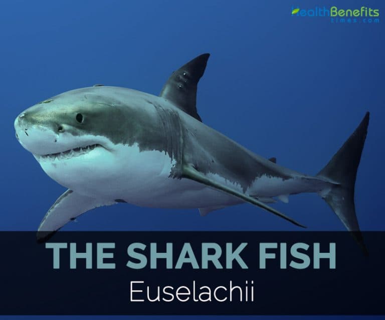 Fact Check: Are sharks fish?