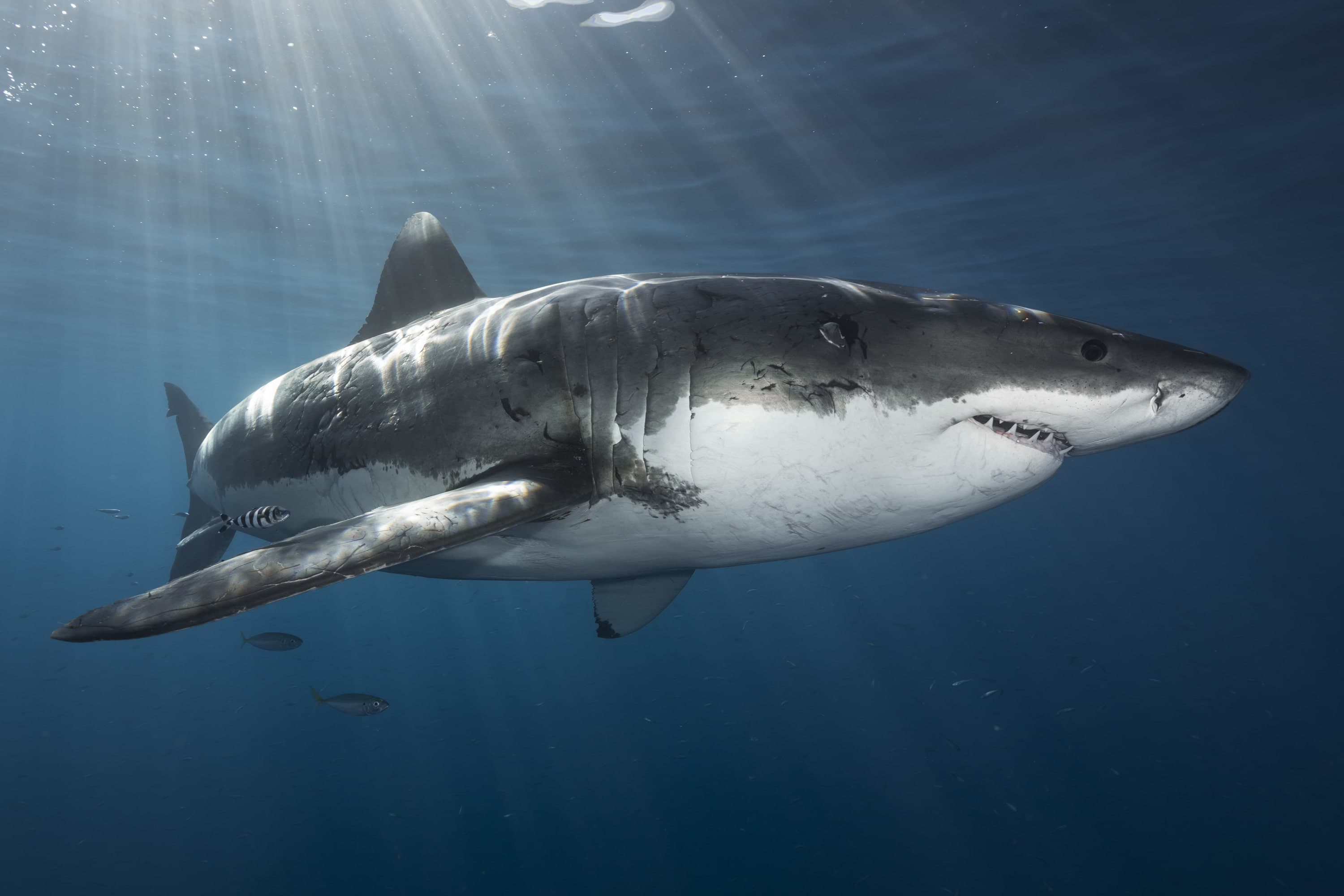 Fact Check: Are sharks friendly?