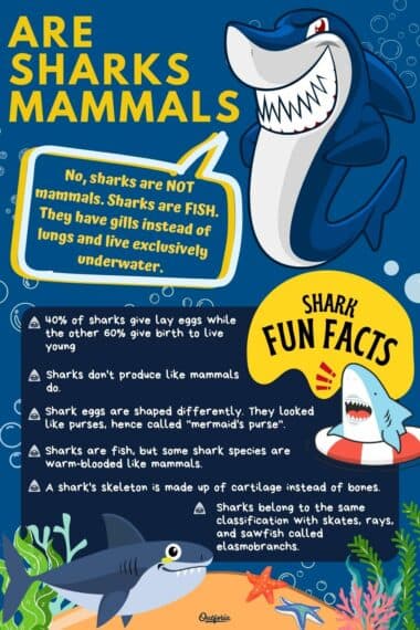 Fact Check: Are sharks mammals?