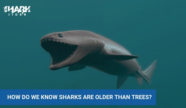 Fact Check: Are sharks older than trees?