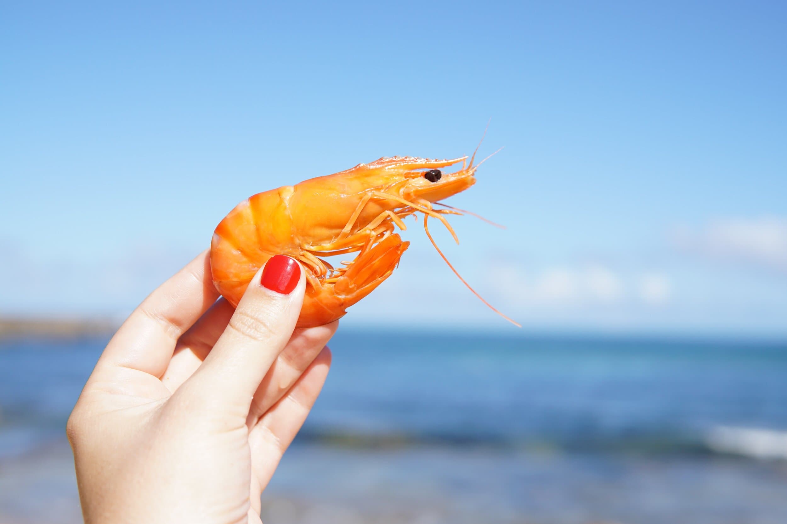Fact Check: Are shrimps healthy?