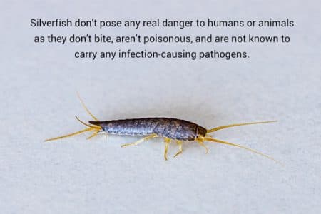 Fact Check: Are silverfish harmful?