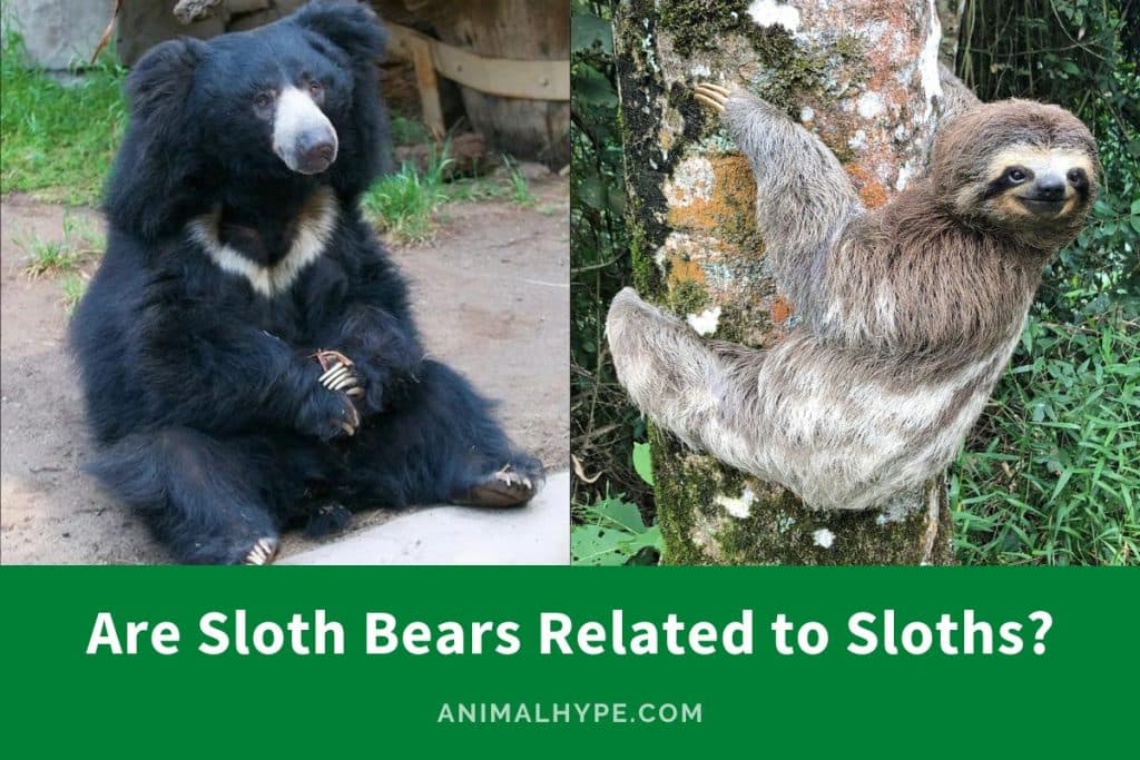 Fact Check: Are sloths bears?