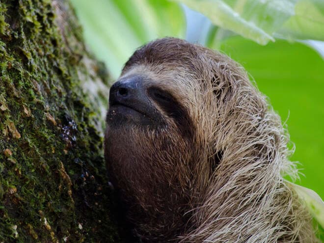 Fact Check: Are sloths endangered?