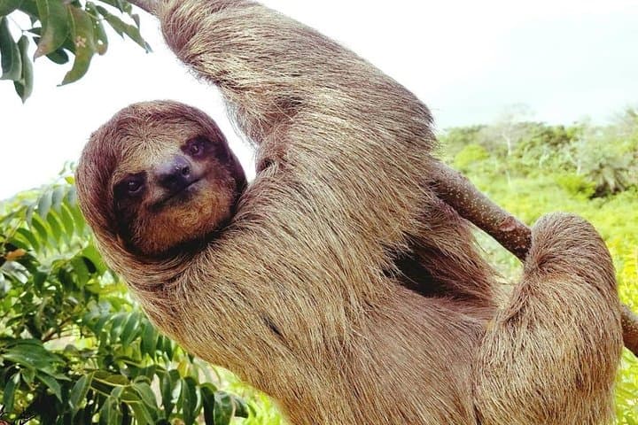 Fact Check: Are sloths monkeys?